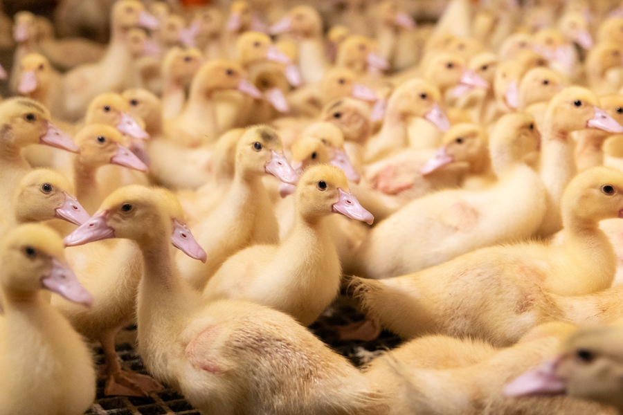 ducklings for sale in California standing in a group