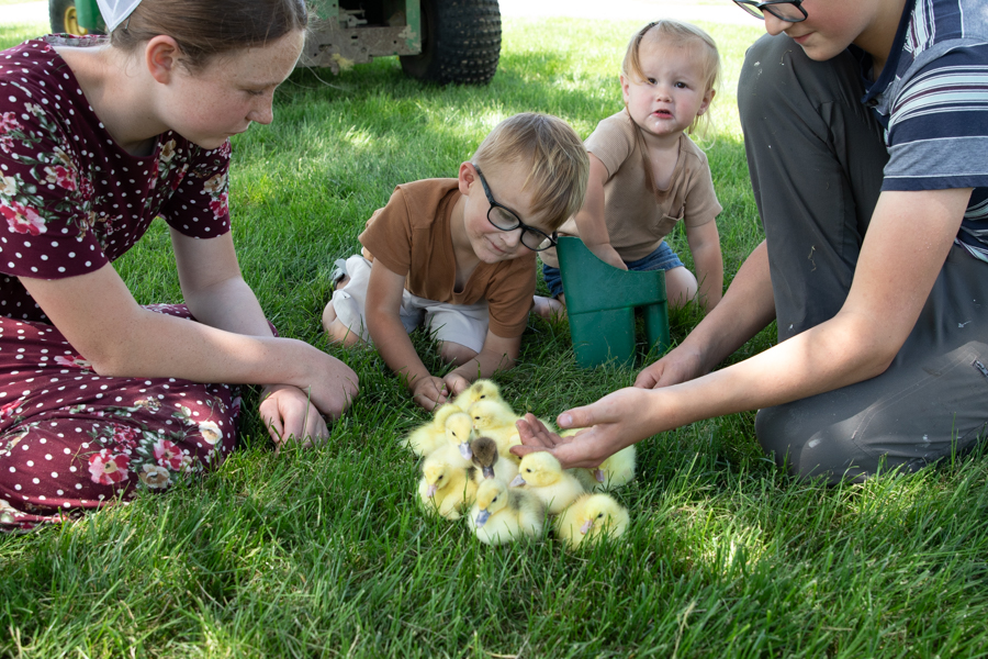 family playing with ducklings in the grass
