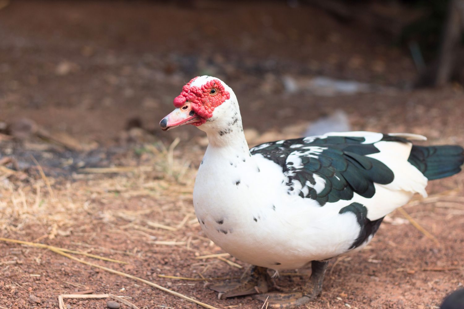 female muscovy ducks for sale in IA