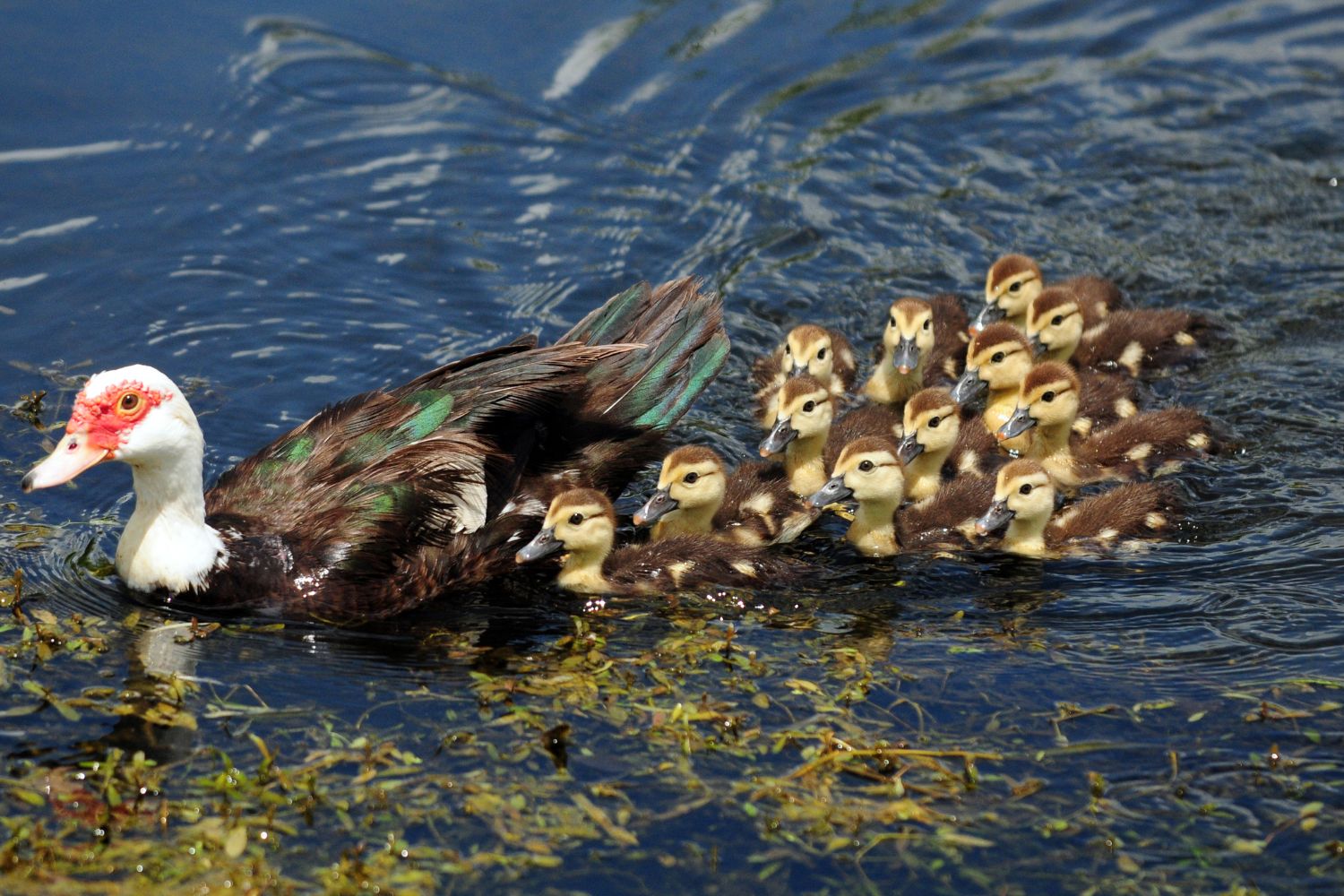 female muscovy ducks for sale in IL