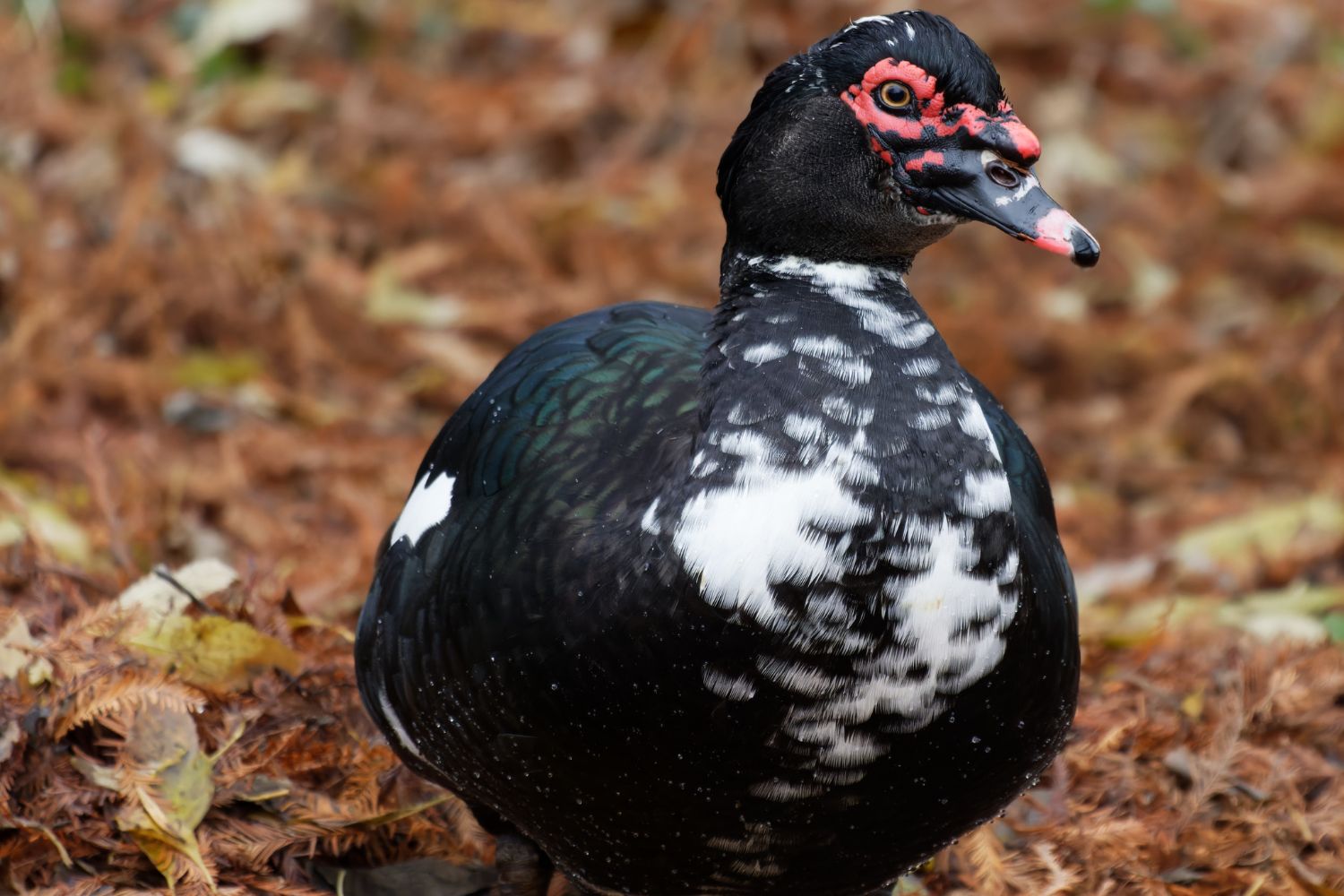 female muscovy ducks for sale in WV