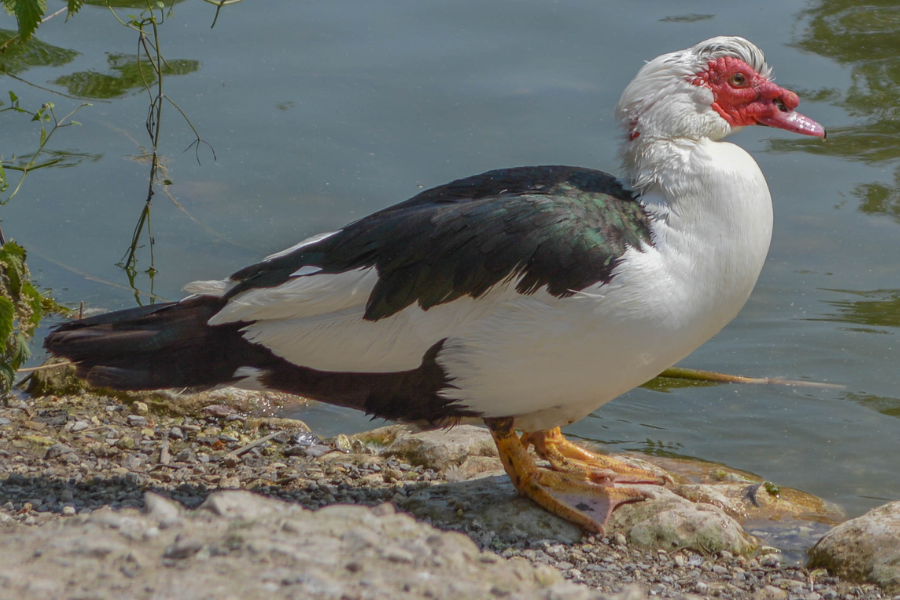 female Muscovy duck for fresh eggs