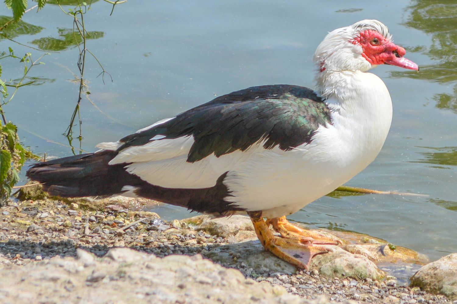 male muscovy ducks for sale in west virginia