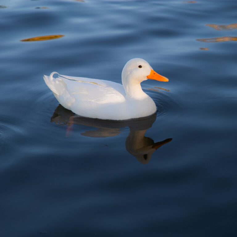 female pekin ducklings