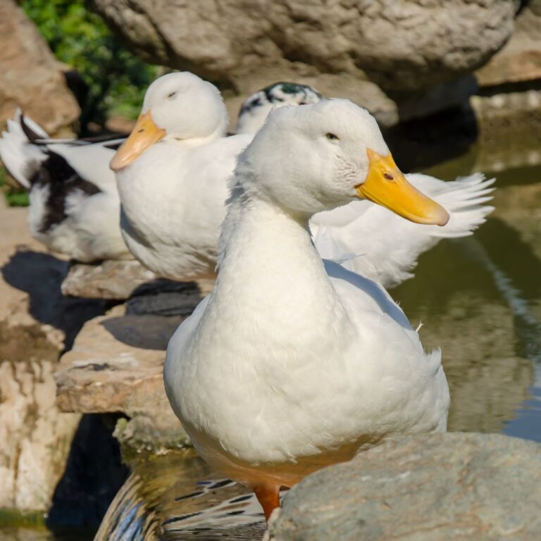 female pekin ducklings