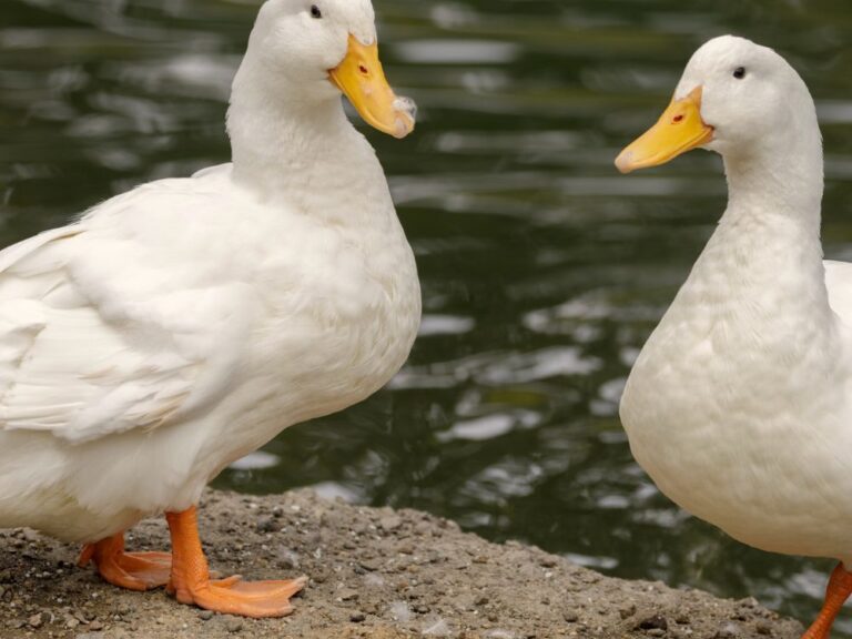 female pekin ducklings