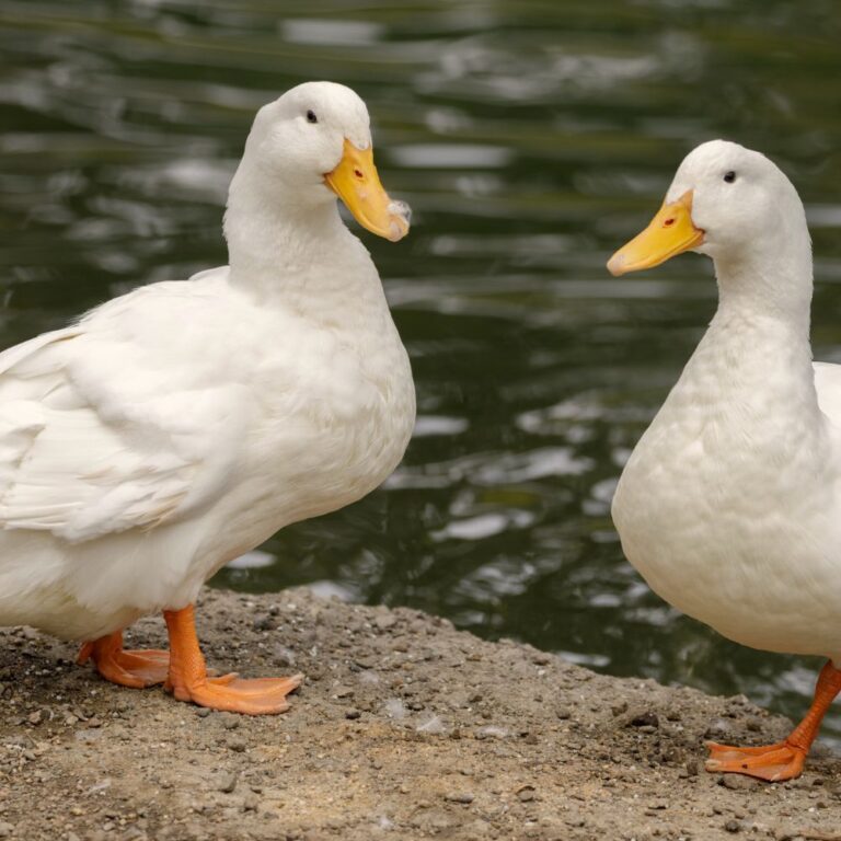 female pekin ducklings