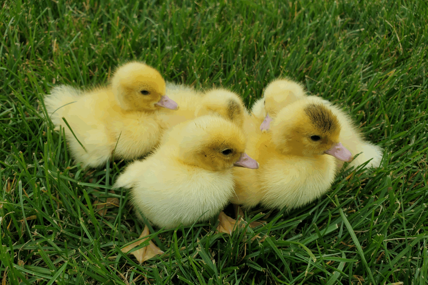 five ducklings in grass with tips on how to save money with ducklings