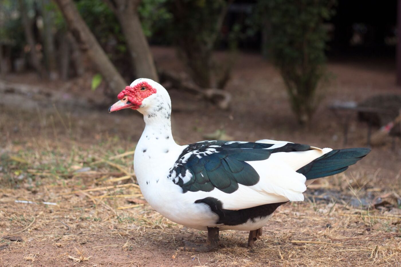 for sale muscovy ducks in west virginia