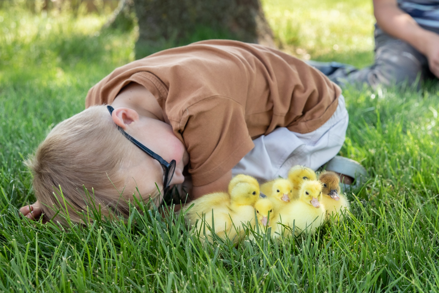 little boy crouched down by ducklings in grass
