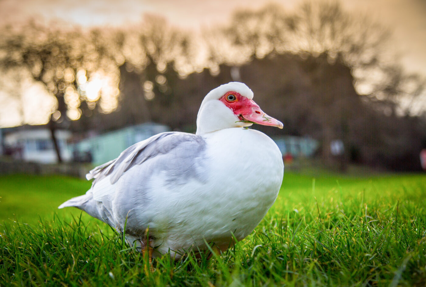 male muscovy ducks for sale in CA with grayish wings