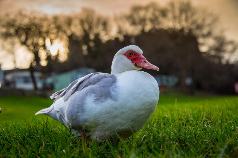 male muscovy ducks for sale in FL