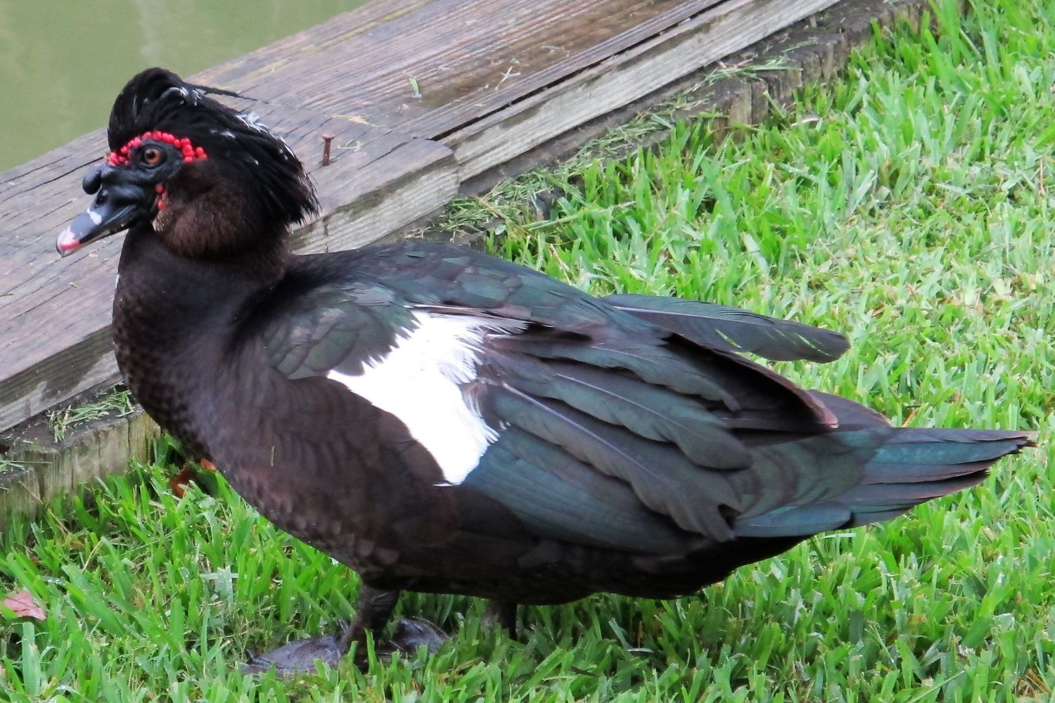 male muscovy ducks for sale in IA