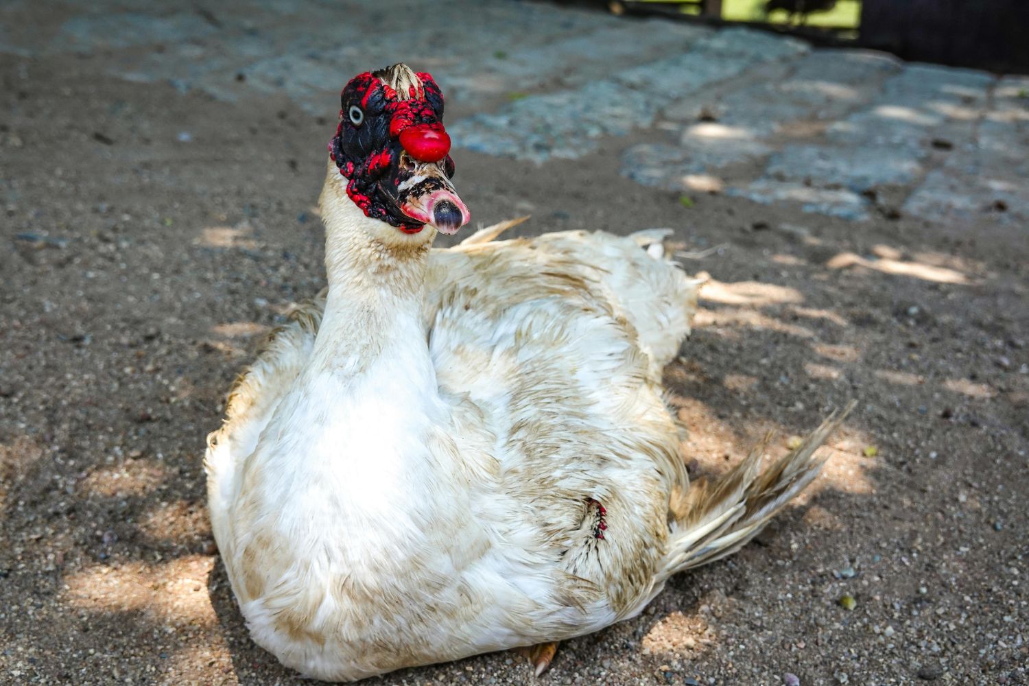 male muscovy ducks for sale in IL