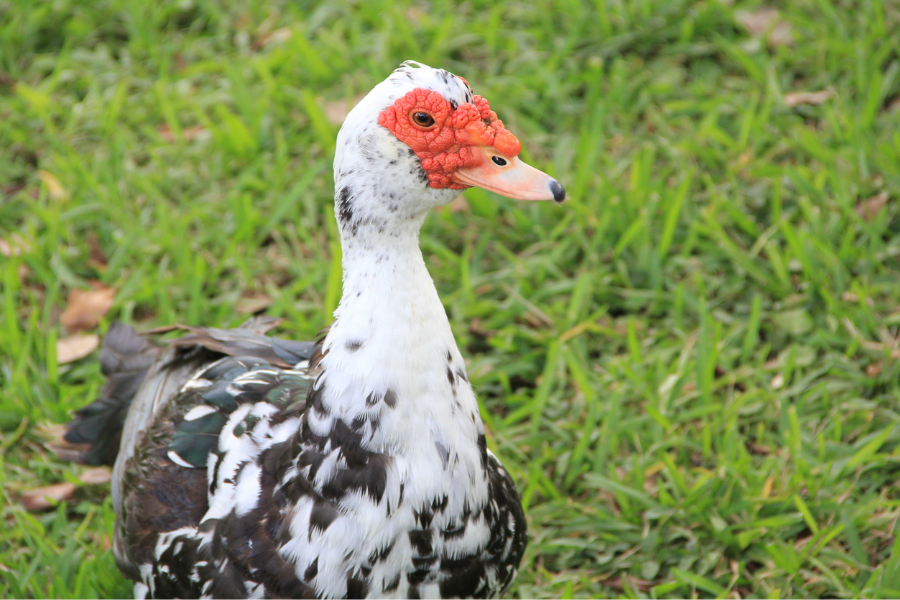 male muscovy domestic ducks