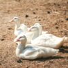 male pekin ducklings