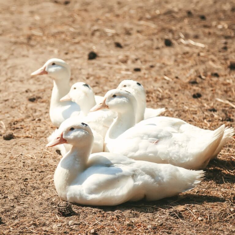 male pekin ducklings