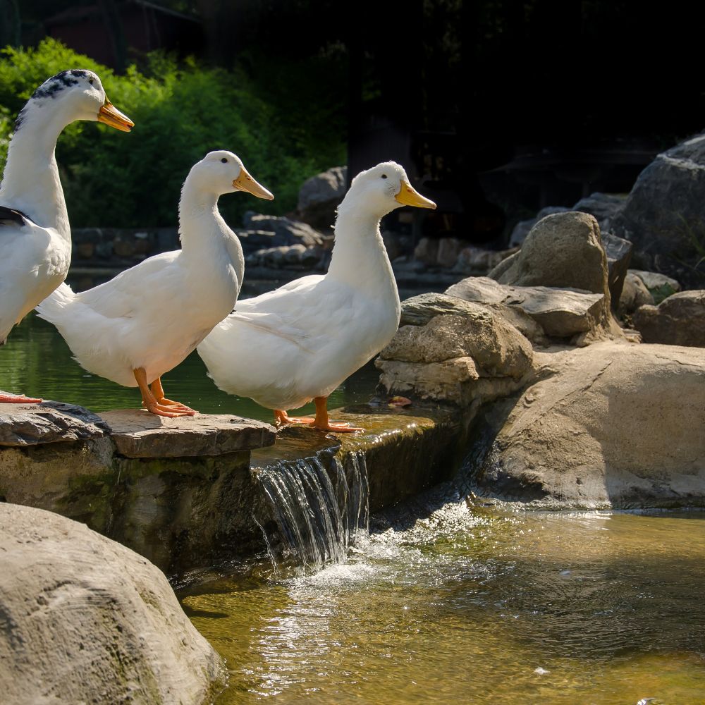 three pekin ducks by a stream in alabama