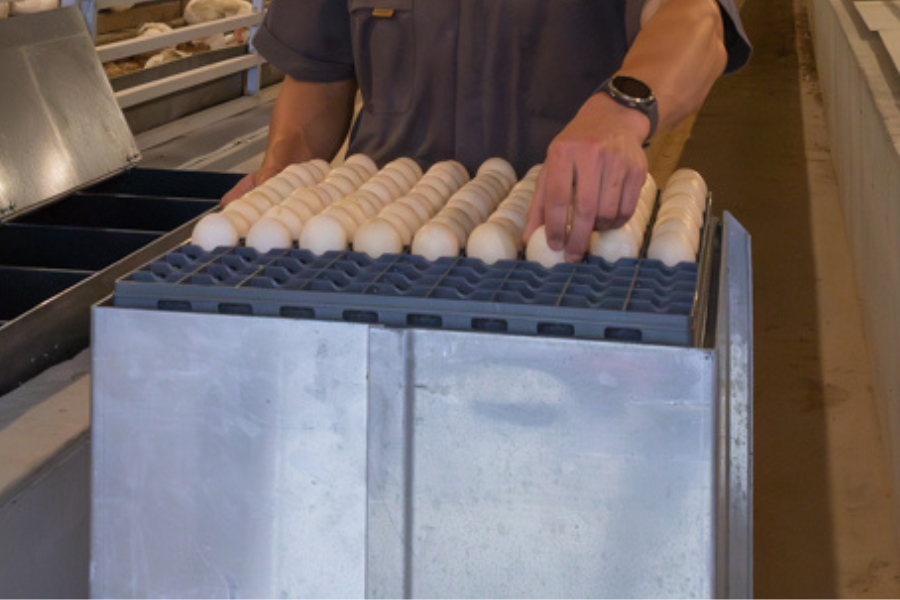 man collecting muscovy duck eggs for sale in California
