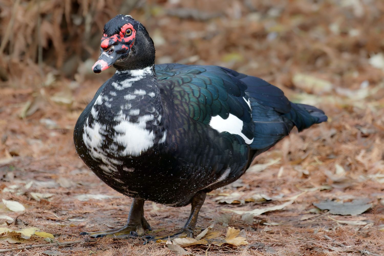 meat muscovy ducks for sale in IL