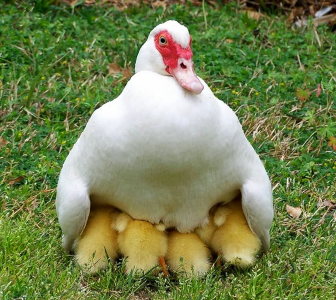 mother duck with ducklings in grass