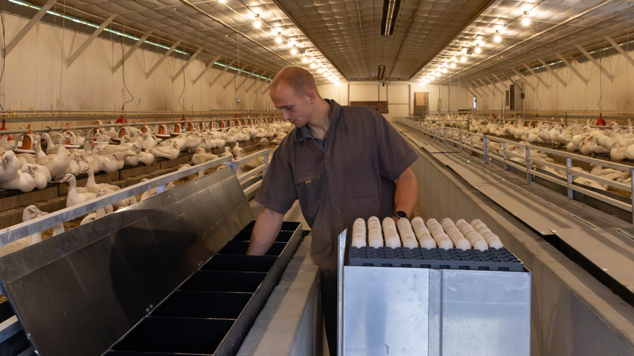muscovy duck eggs being collected for sale in Arizona