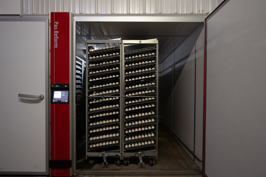muscovy duck eggs for sale in New Jersey stored in temperature controlled room