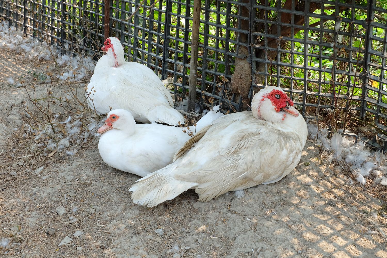 muscovy duck for meat in Iowa