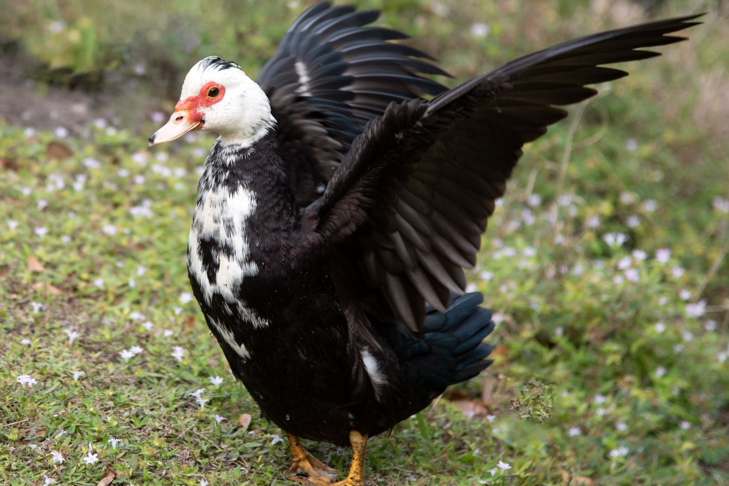 muscovy duck for pets in Iowa