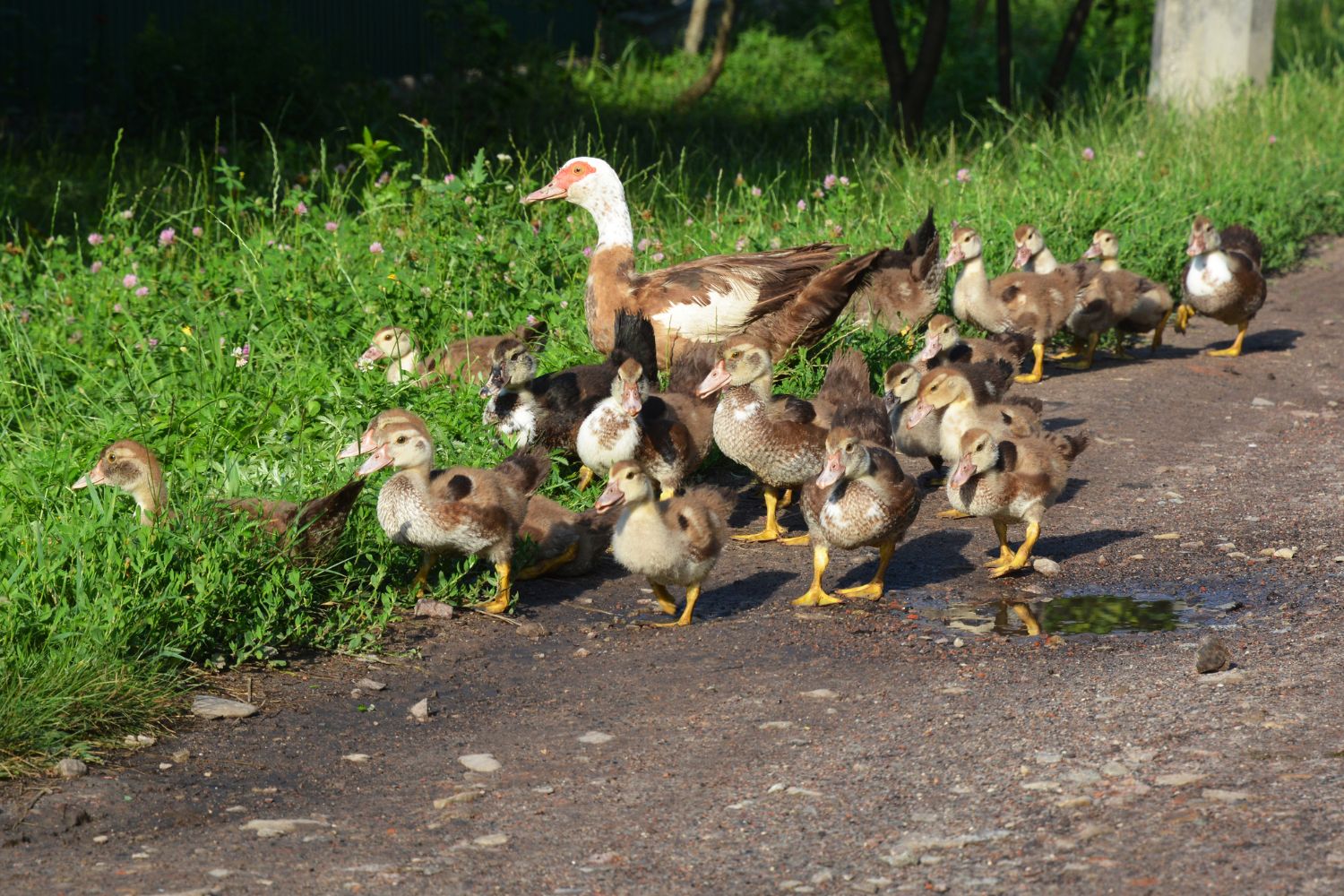 muscovy duck pets for sale in illinois