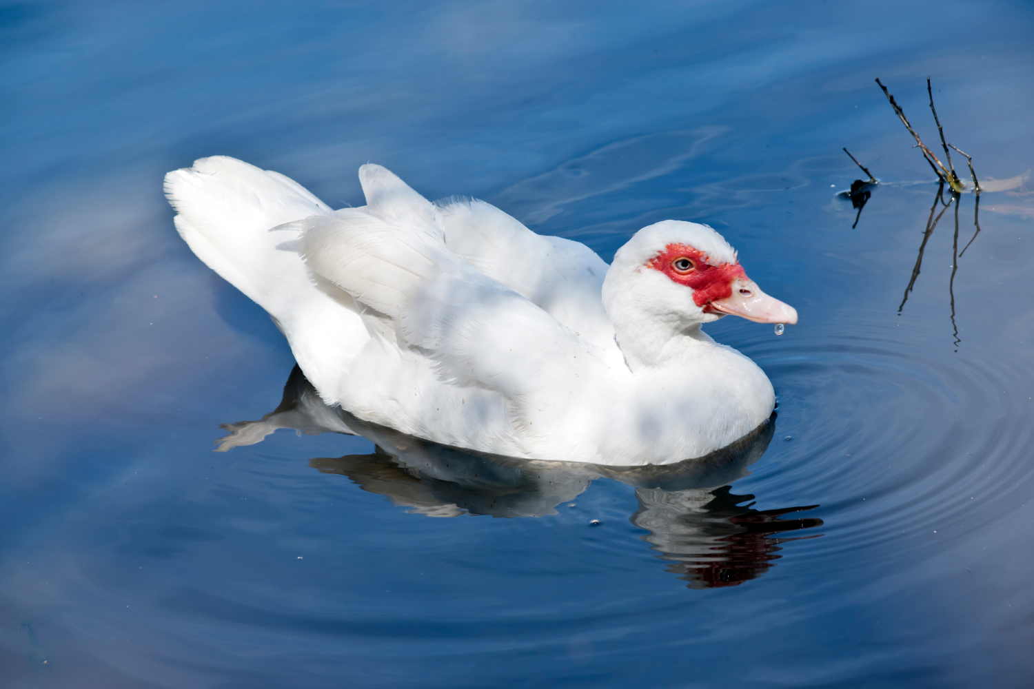 muscovy ducks shipped to ny