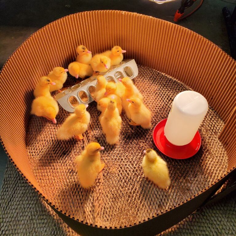 muscovy duck starter pack- ducks in pen (1)