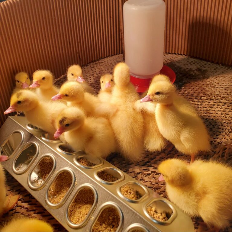 muscovy duck starter pack- ducks in pen