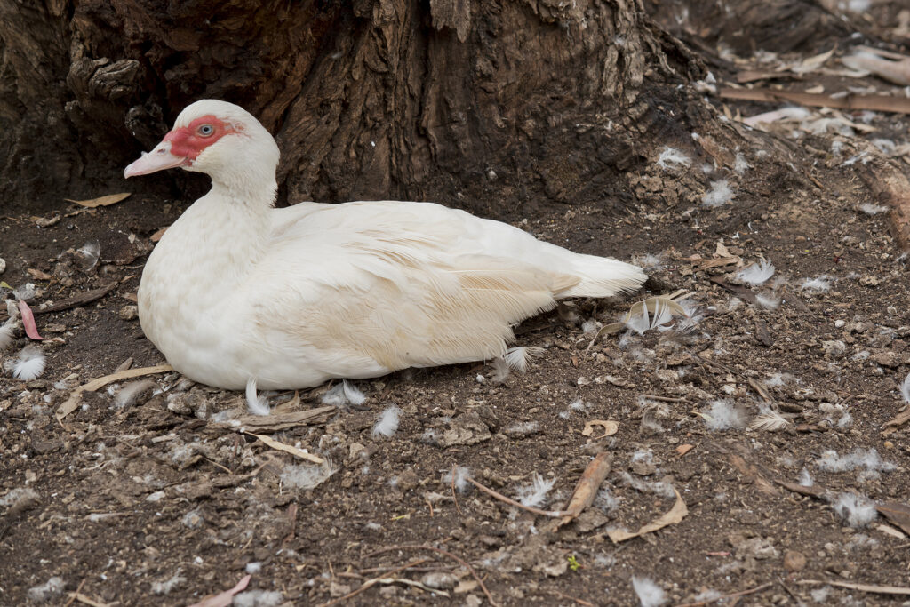 The Muscovy Duck