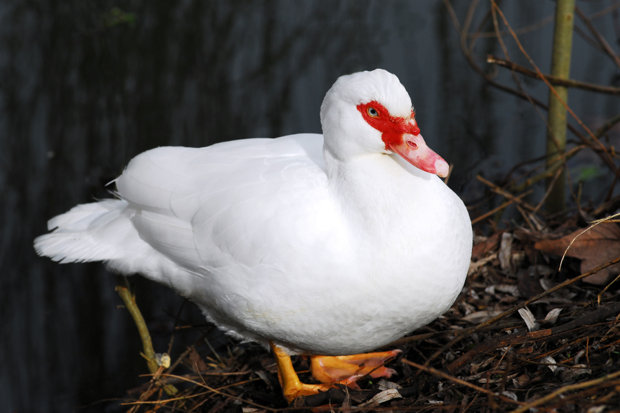 high-quality Muscovy ducklings