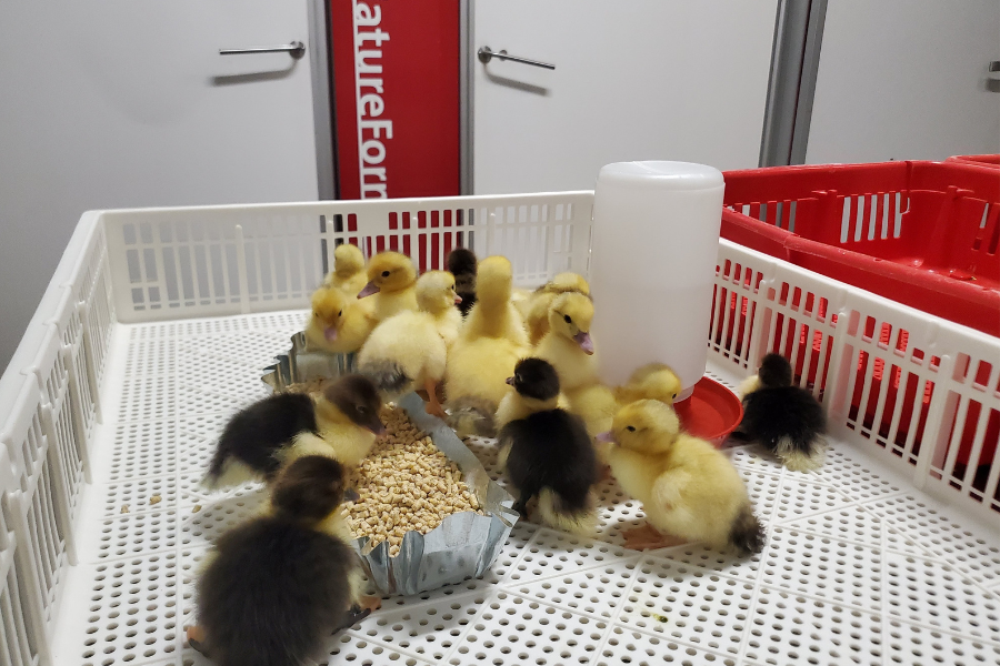 muscovy ducklings eating food and drinking out of a waterer