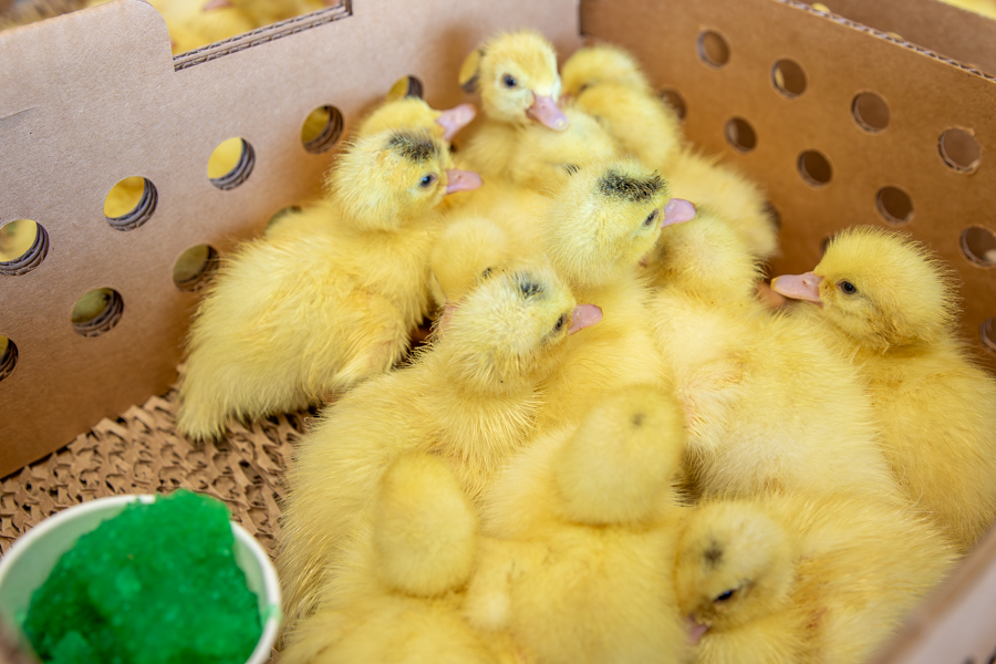 muscovy ducklings for sale in New York in brown boxes with holes