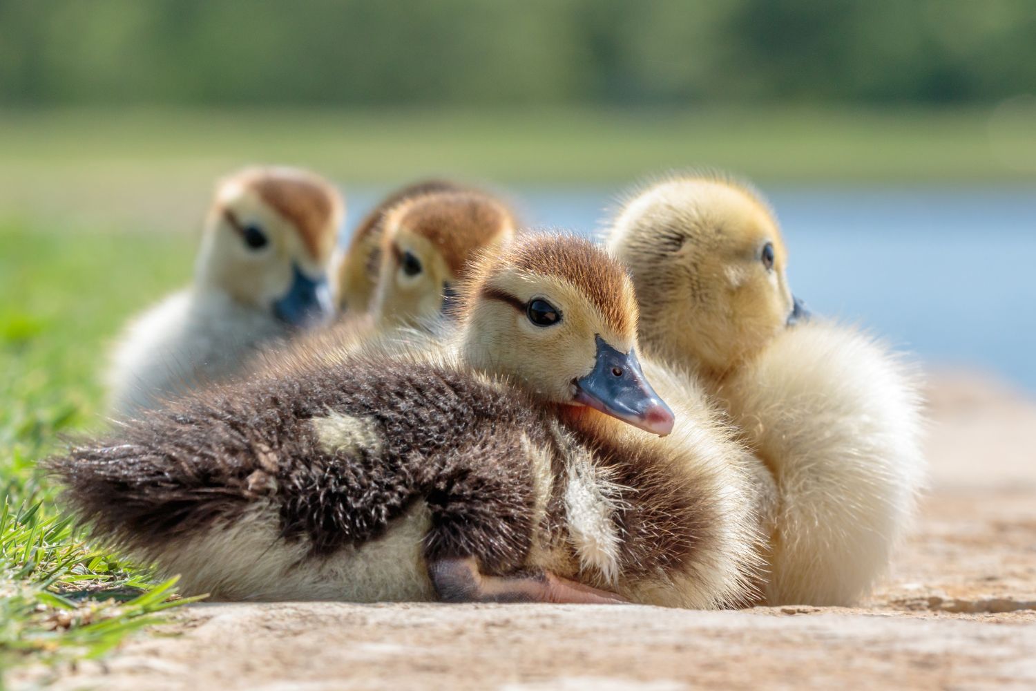 muscovy ducklings for sale in illinois