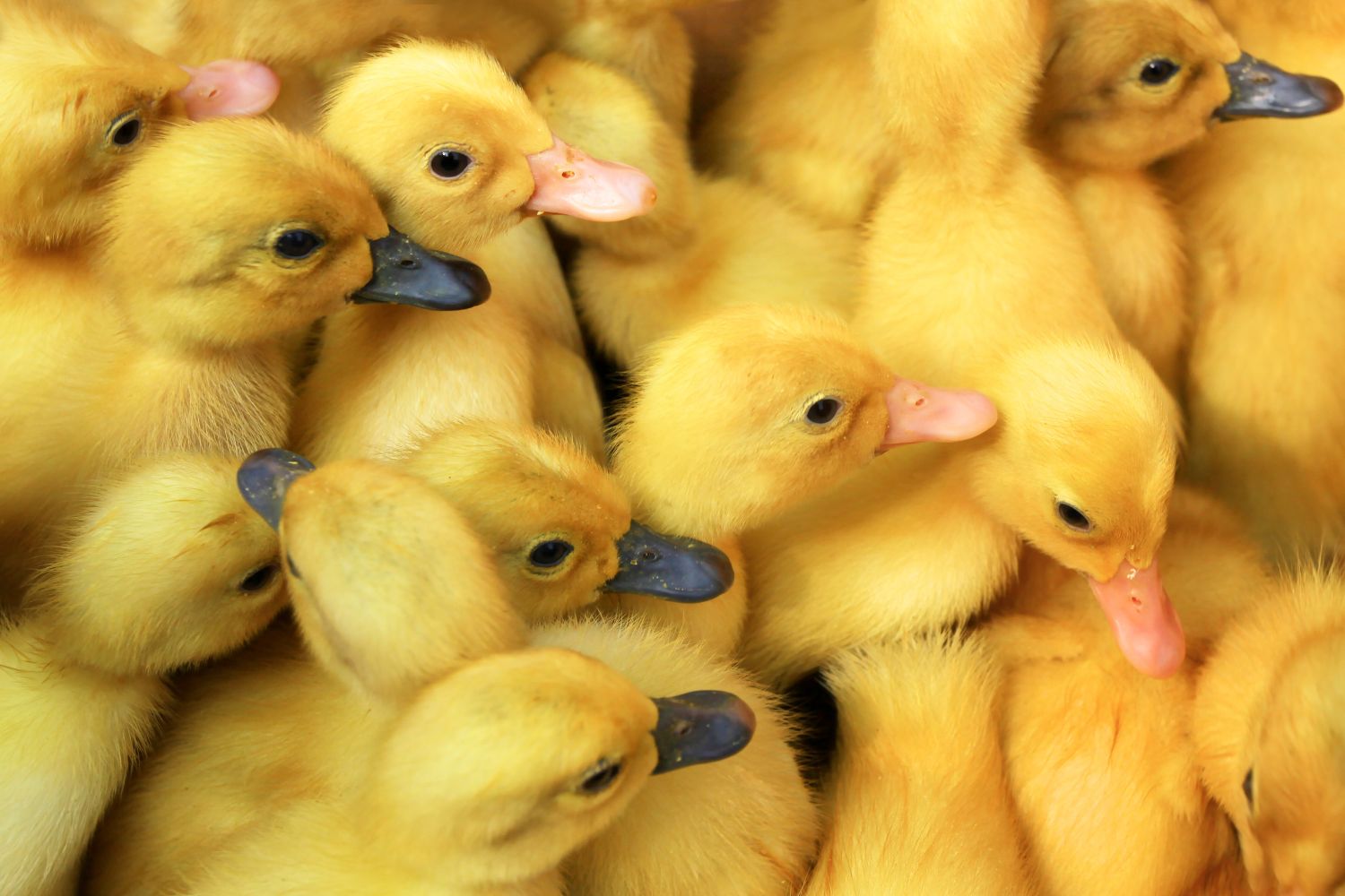 muscovy ducklings for sale in iowa