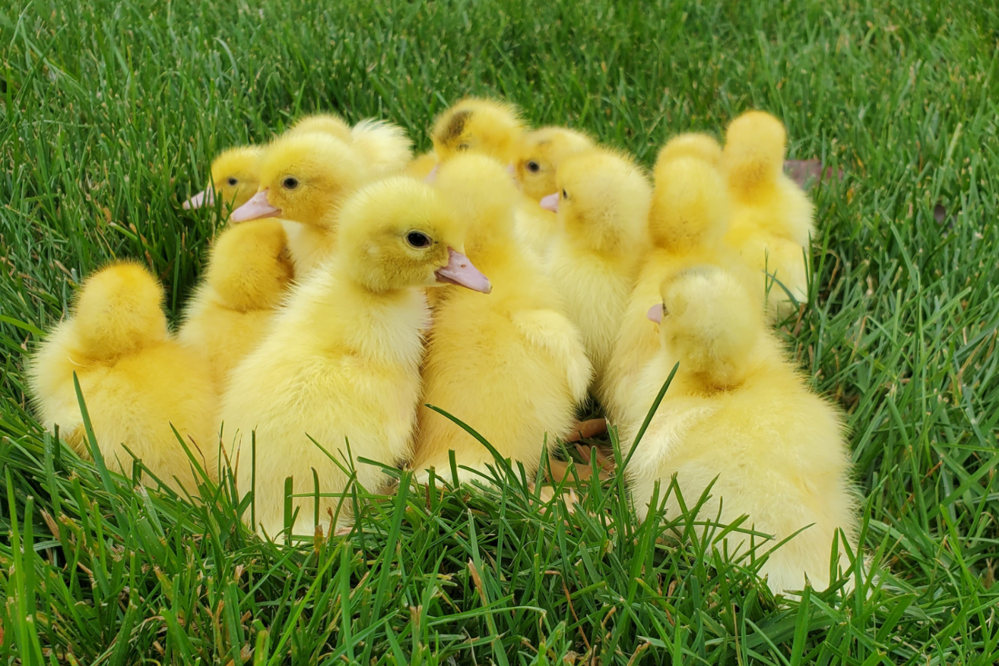 muscovy ducklings for sale in nj