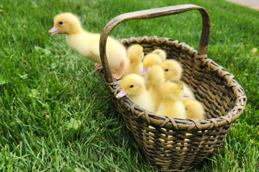 muscovy ducklings in a basket