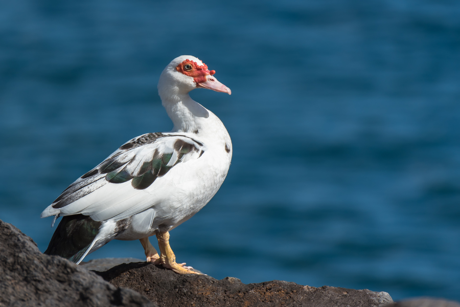 Muscovy Ducks for Meat Production