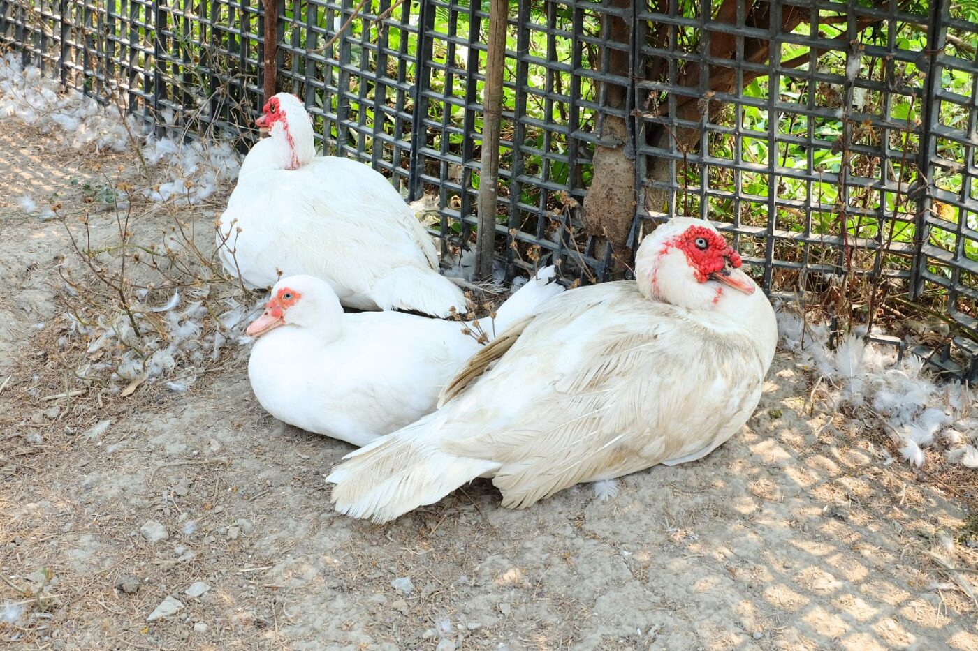 muscovy ducks for sale in Iowa