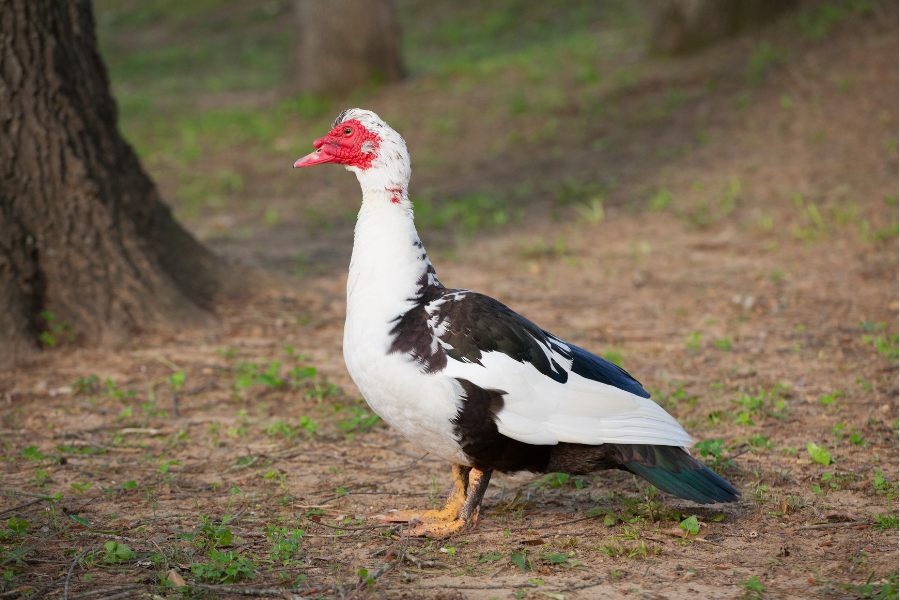 Consider Muscovy Ducks for Sale in Georgia as Pets