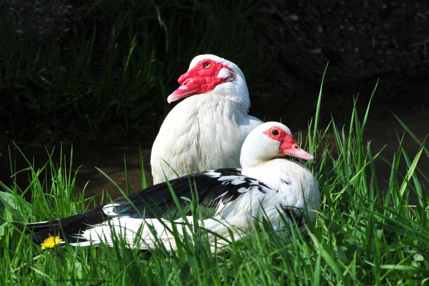 muscovy ducks for sale in illinois