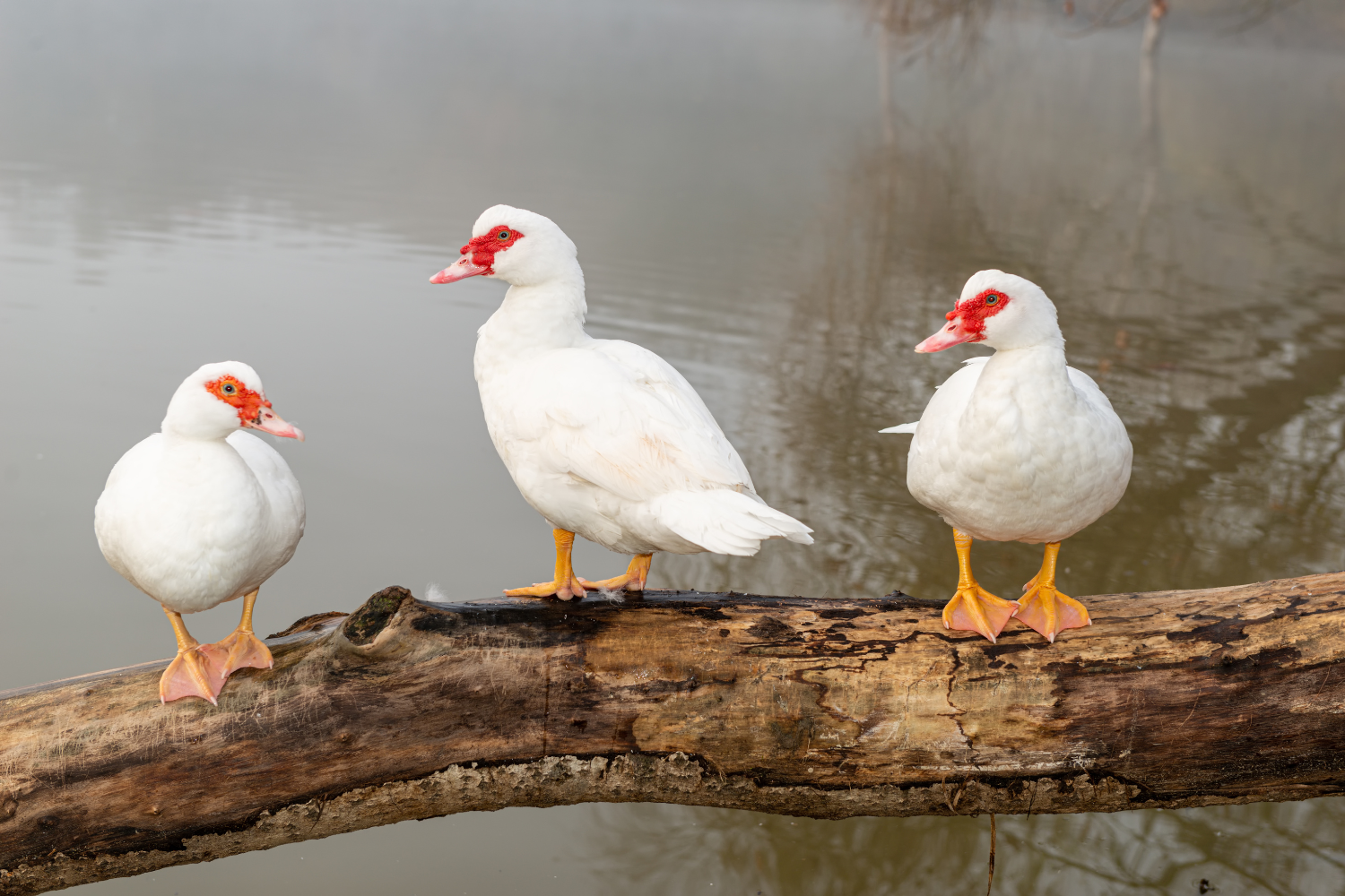 muscovy ducks in nj for sale