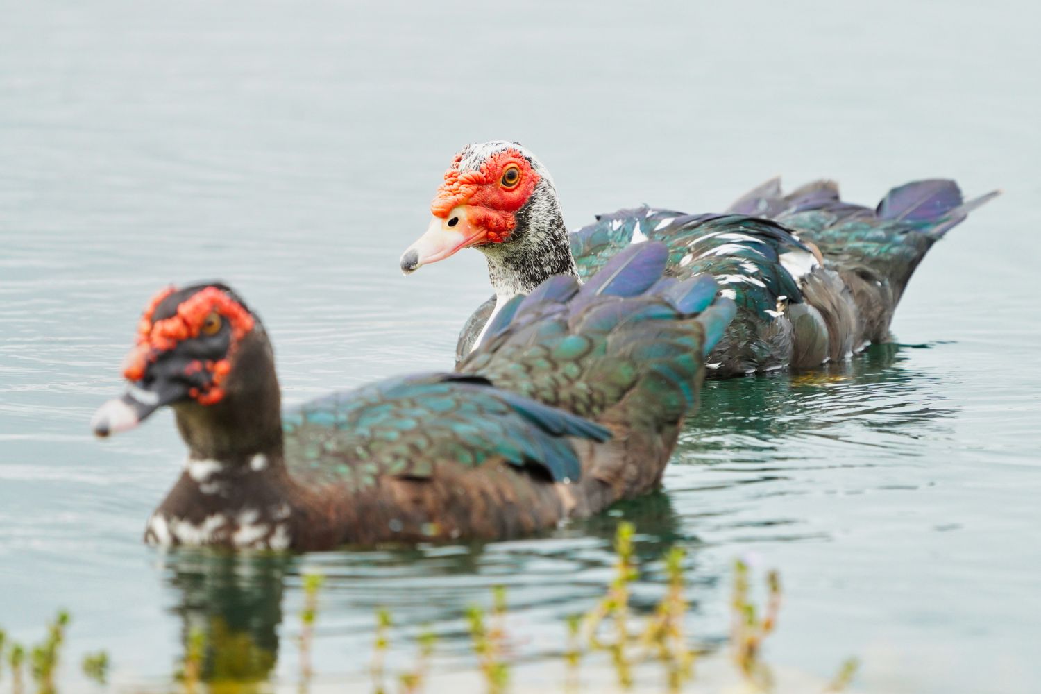 muscovy pets for sale in west virginia