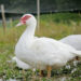 White Straight Run Muscovy Ducklings
