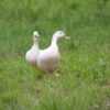 pekin ducklings for sale