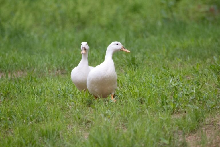 pekin ducklings for sale